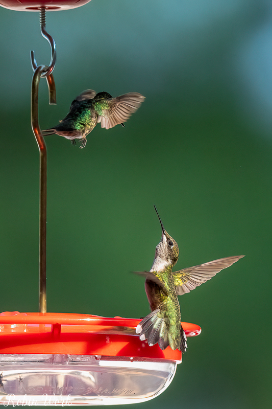 RD5_5972-Edit.jpg