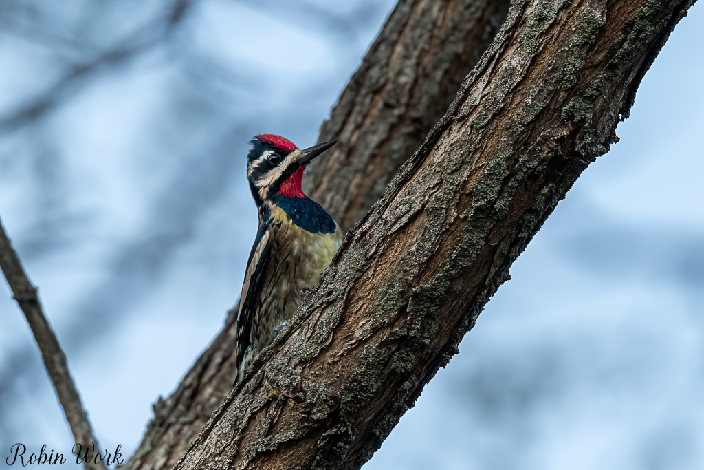 RD5_6002-Edit-2.jpg