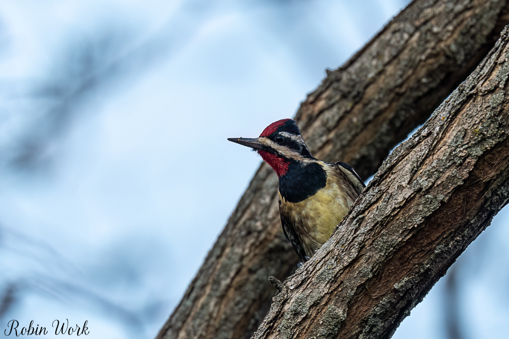 RD5_6003-Edit-2.jpg