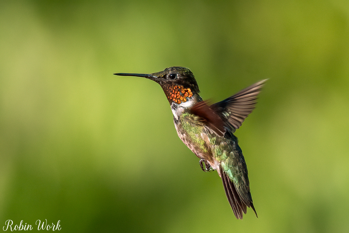 RD5_6007-Edit.jpg
