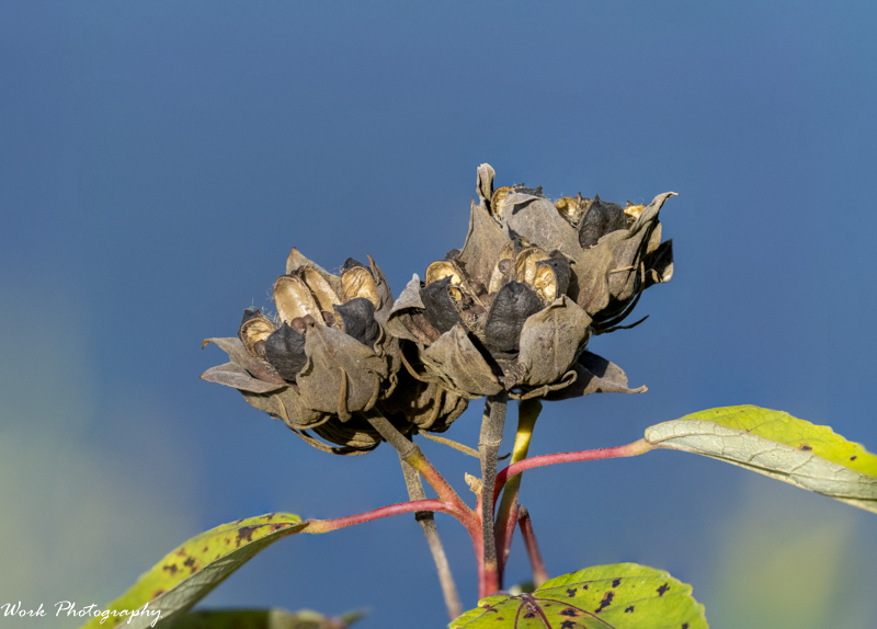 RD5_6050-stacked 5.jpg