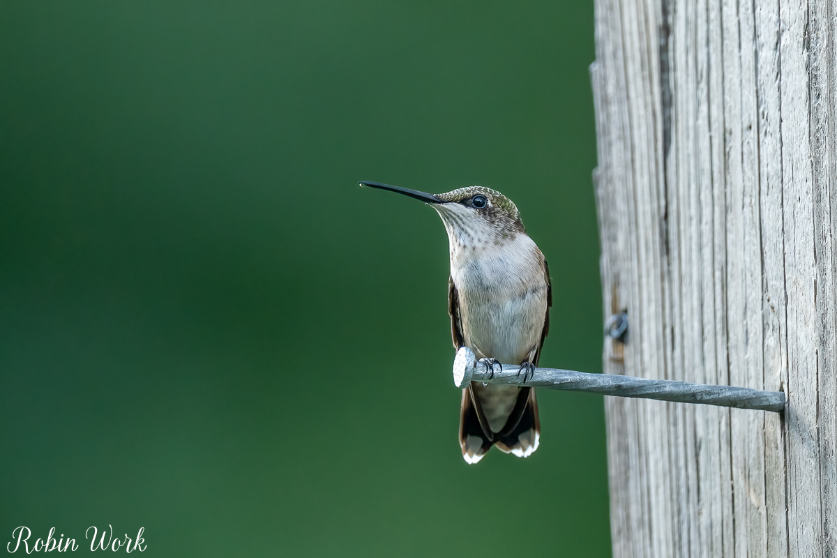 RD5_6080-Edit.jpg