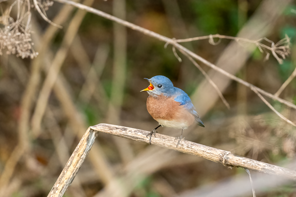 RD5_6088-Edit.jpg