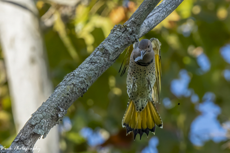 RD5_6102-Norhtern Flicker.jpg