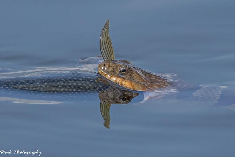 RD5_6178-Water snake.jpg