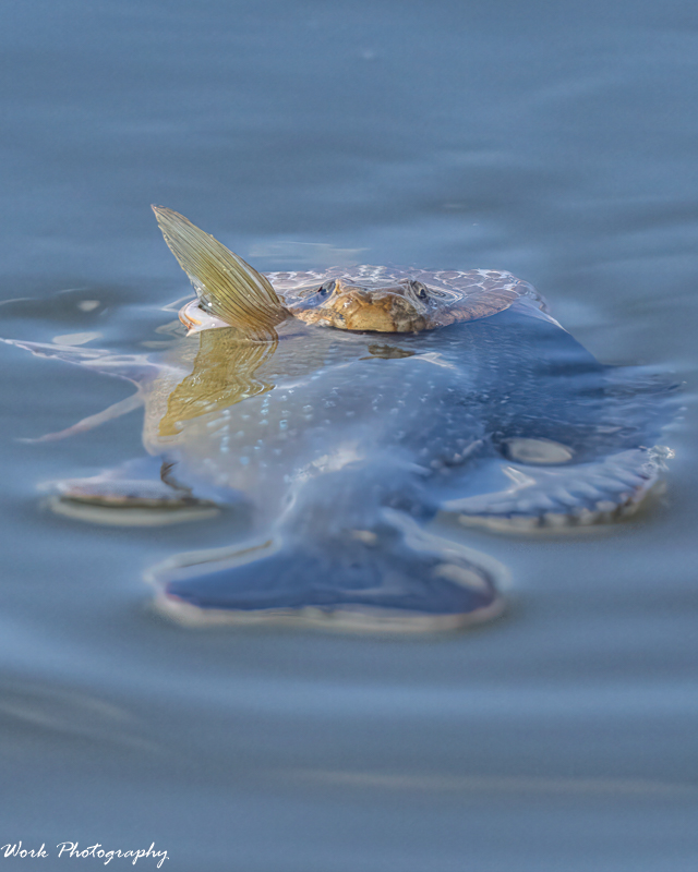 RD5_6183-Water snake.jpg
