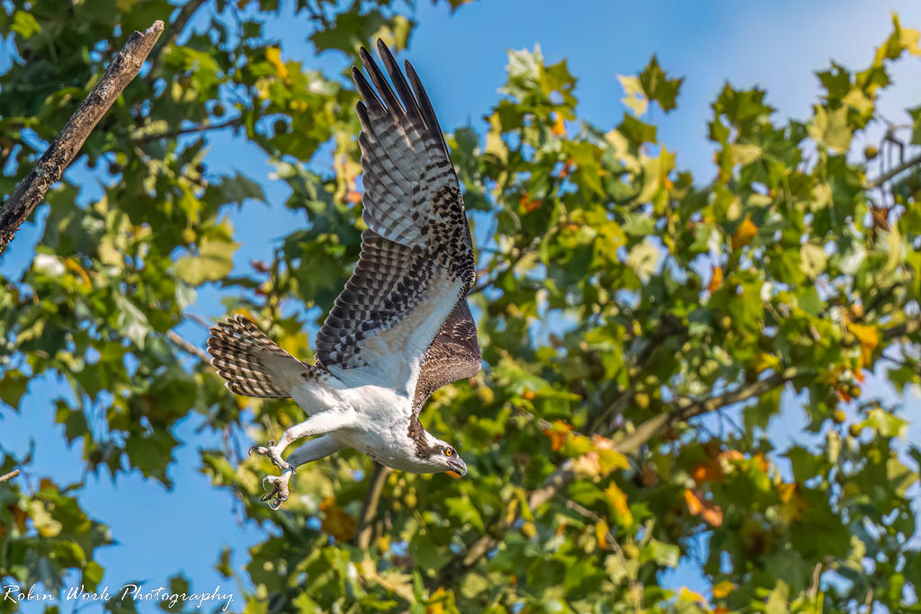 Osprey