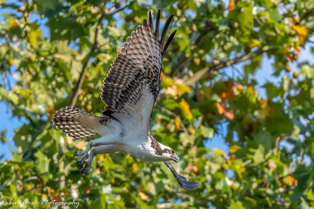 Osprey