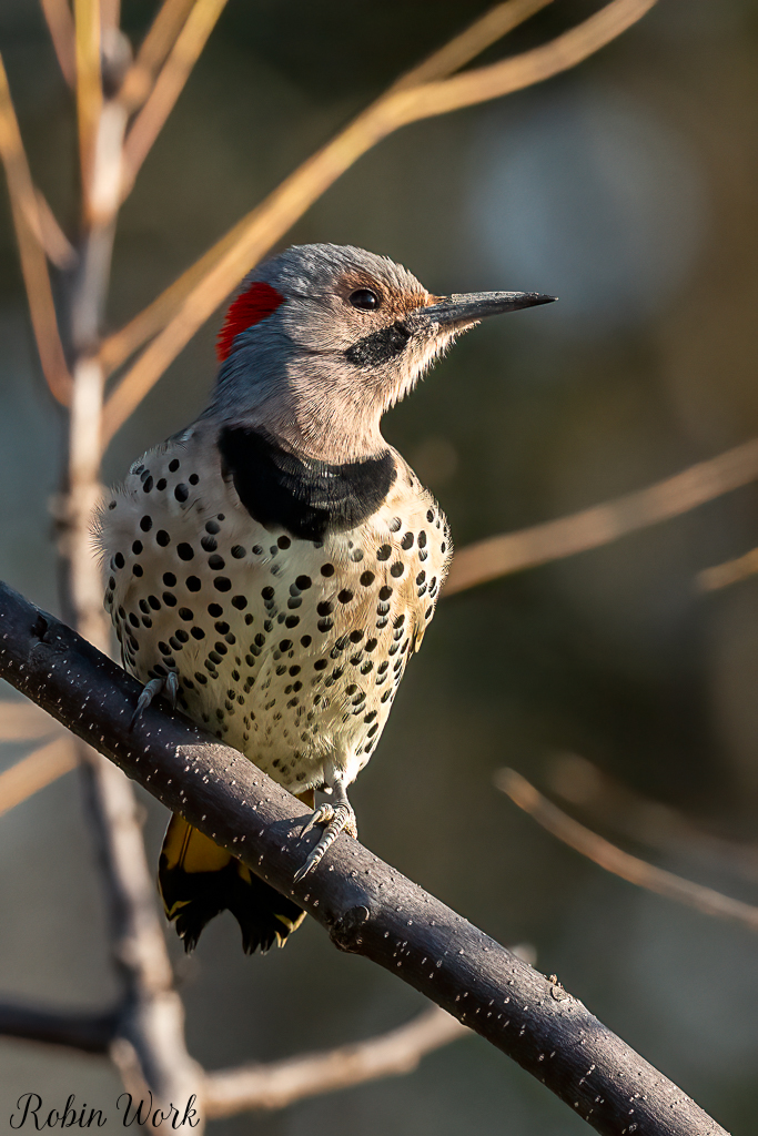 RD5_6293-Edit.jpg