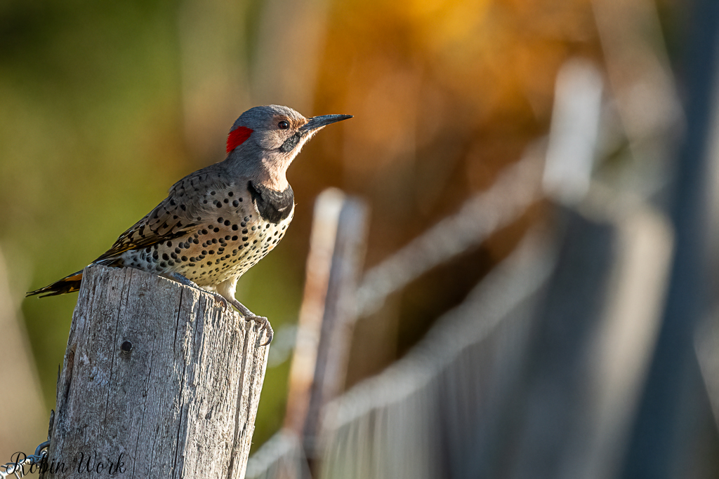 RD5_6307-Edit.jpg