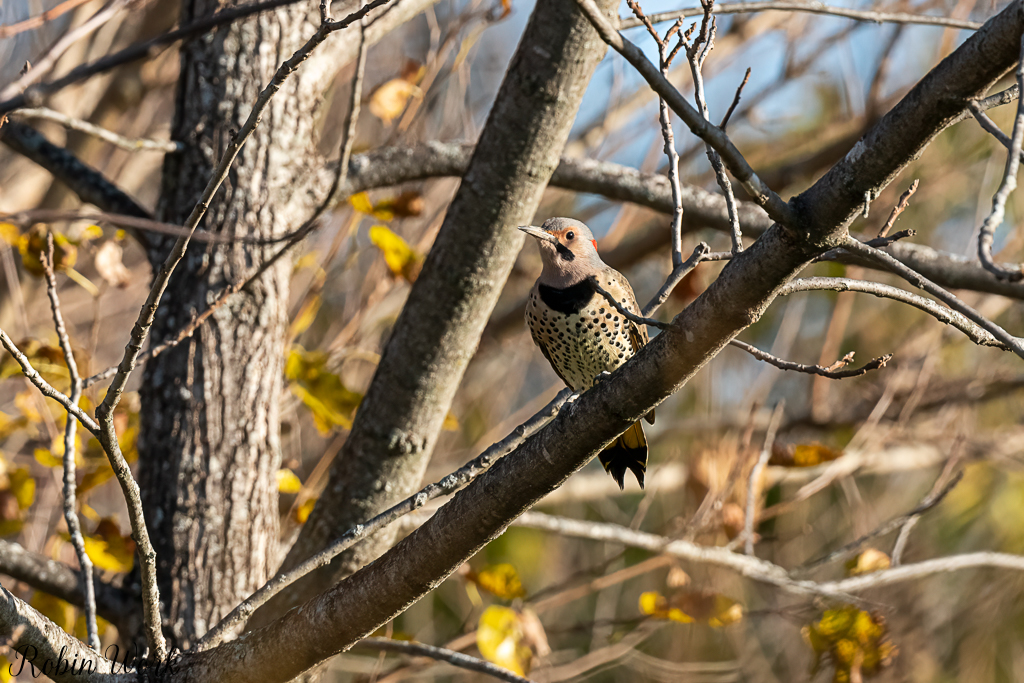 RD5_6329-Edit.jpg