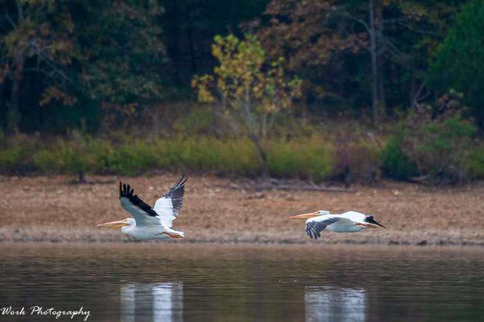 White Pelican