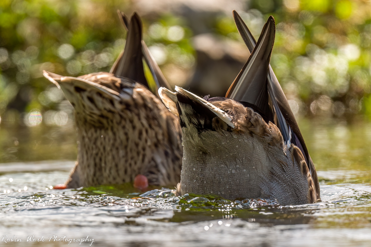 RD5_6456-Mallards.jpg