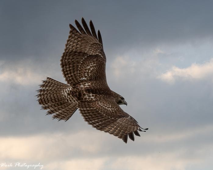 Red Shouldered Hawk