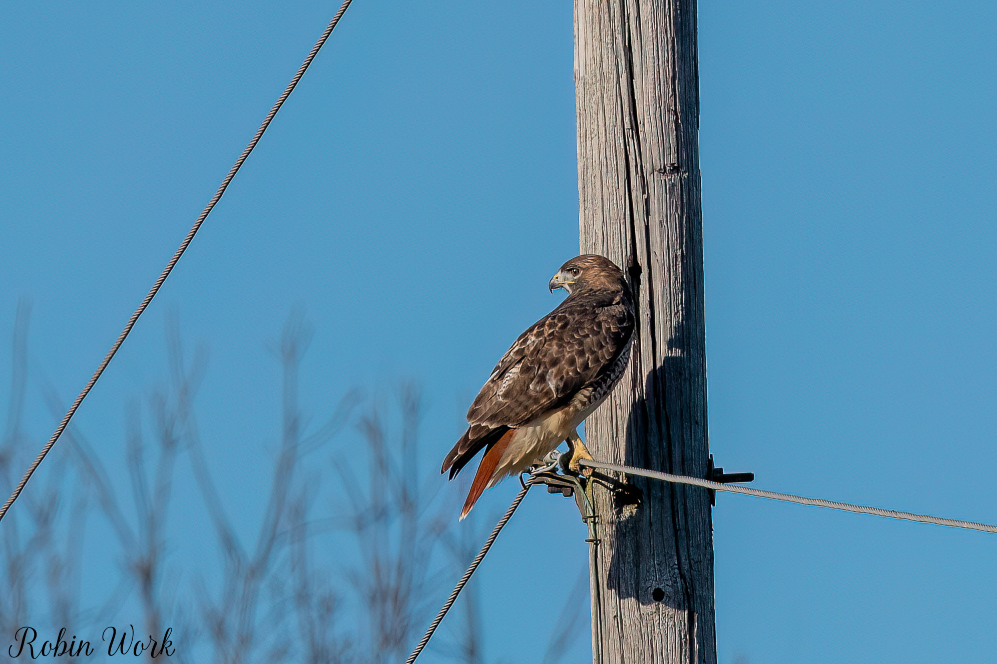 RD5_6485-Edit.jpg
