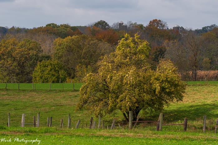 Osage Orange - Full of Hedge Apples