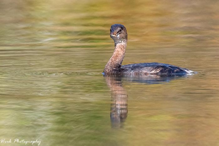 Juvenile Pie-billed Grebe