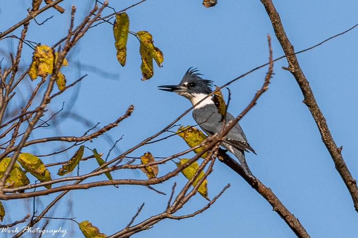 Belted Kingfisher
