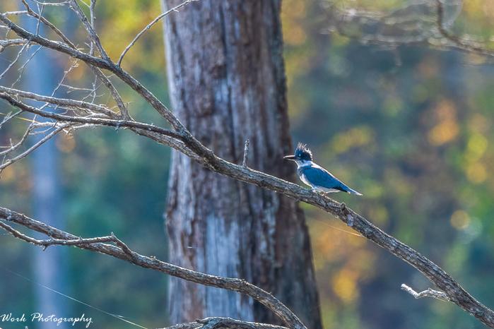 Belted Kingfisher