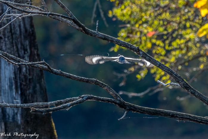 Belted Kingfisher