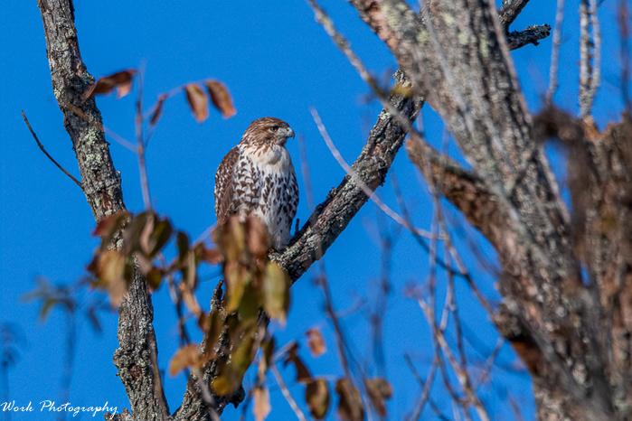 Red Shouldered Hawk