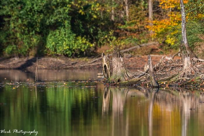 RD5_6555-Stump with fall color.jpg