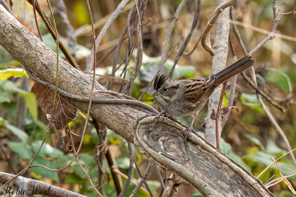 RD5_6621-Edit.jpg