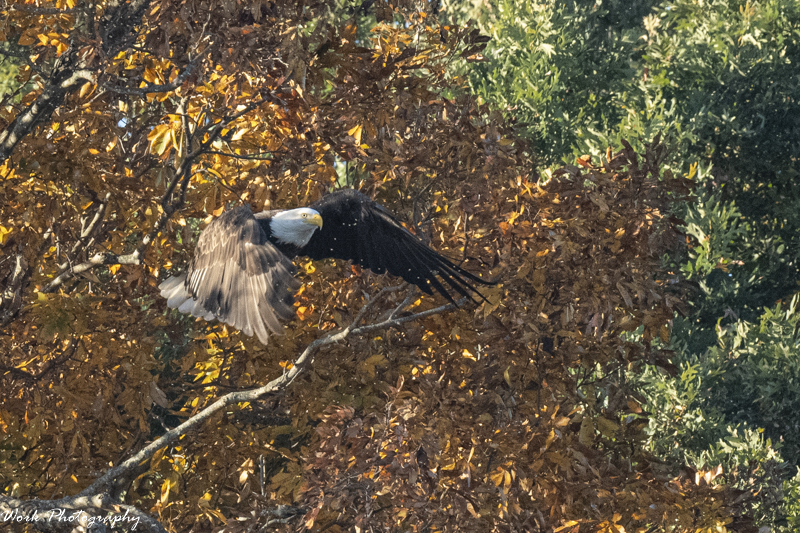 RD5_6622-Bald Eagle.jpg