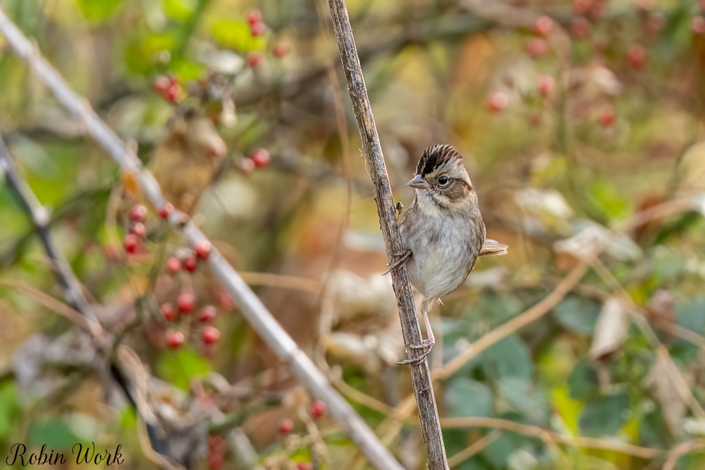 RD5_6630-Edit.jpg