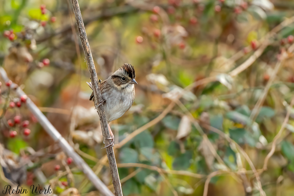 RD5_6634-Edit.jpg