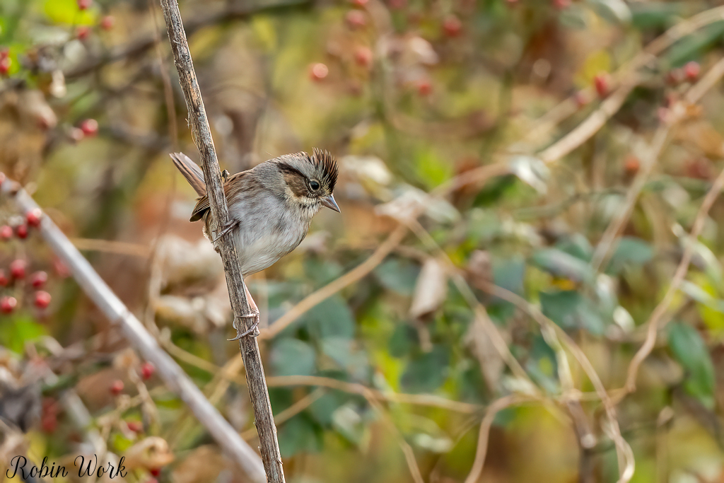 RD5_6635-Edit.jpg