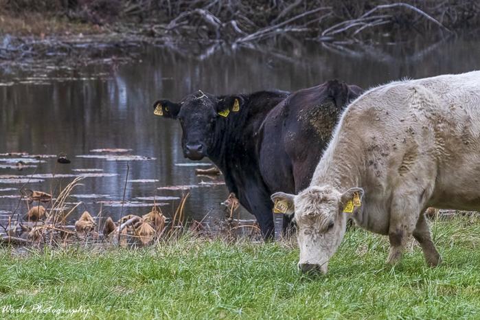 RD5_6637-Cows.jpg