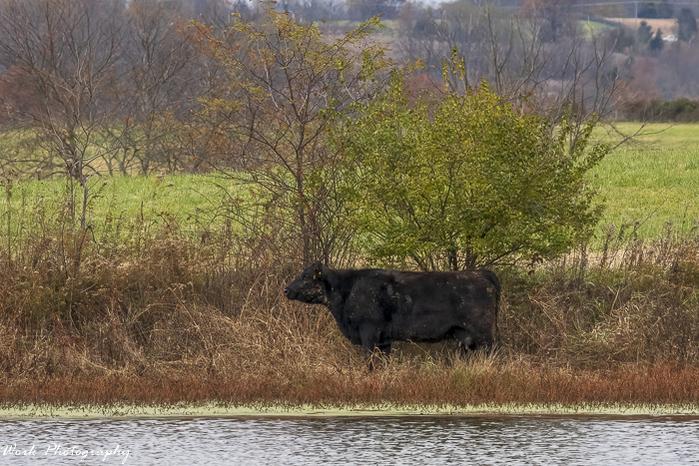 RD5_6641-Cow.jpg