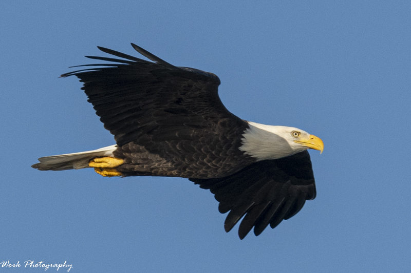 RD5_6648-Bald Eagle.jpg