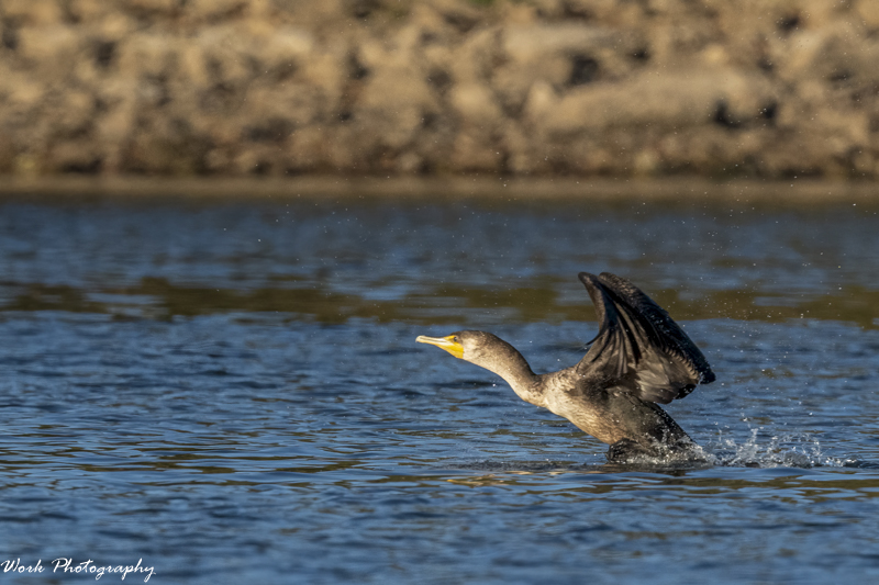 RD5_6688-Cormorant.jpg