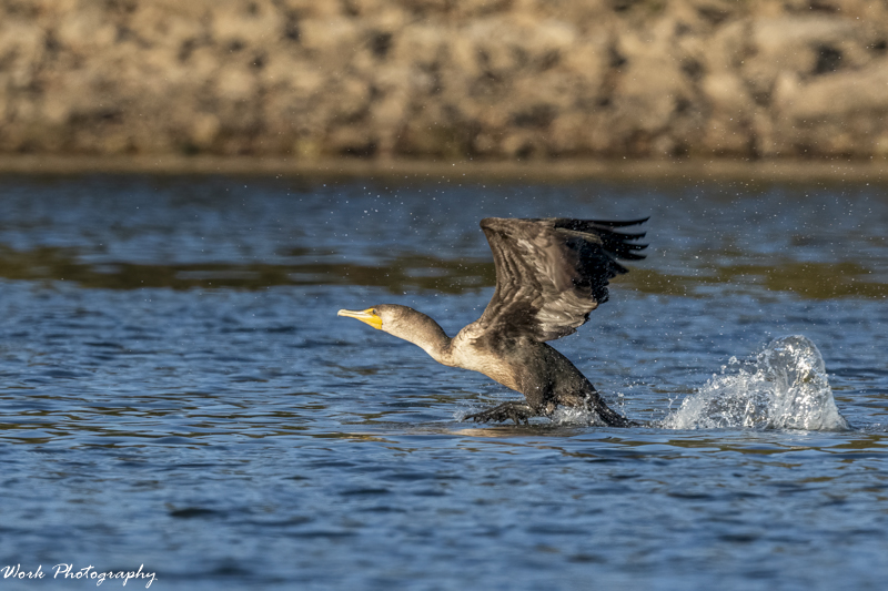 RD5_6690-Cormorant.jpg