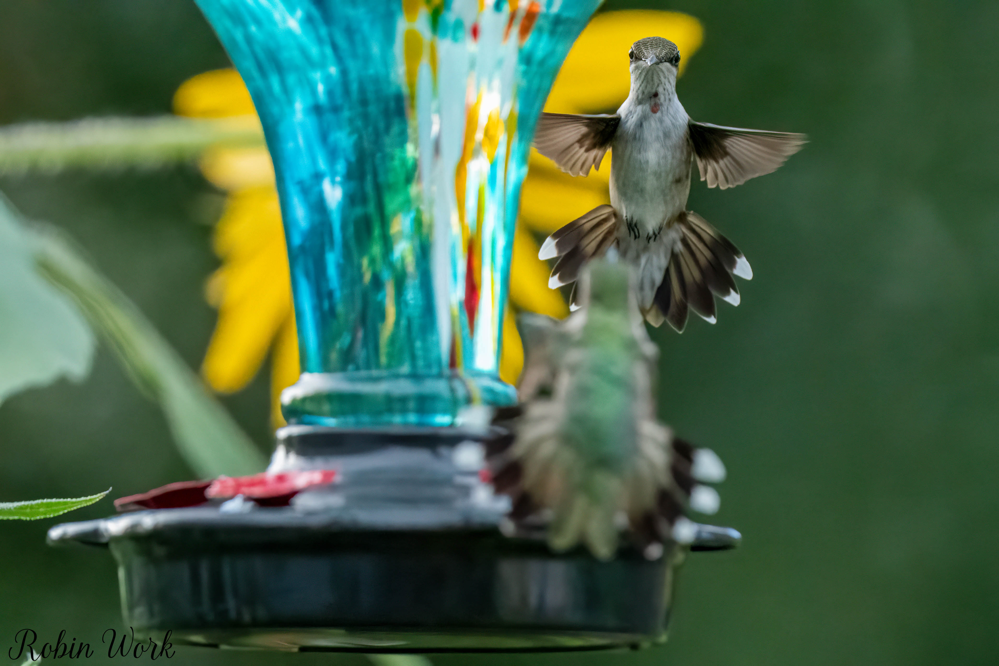RD5_6752-Edit.jpg