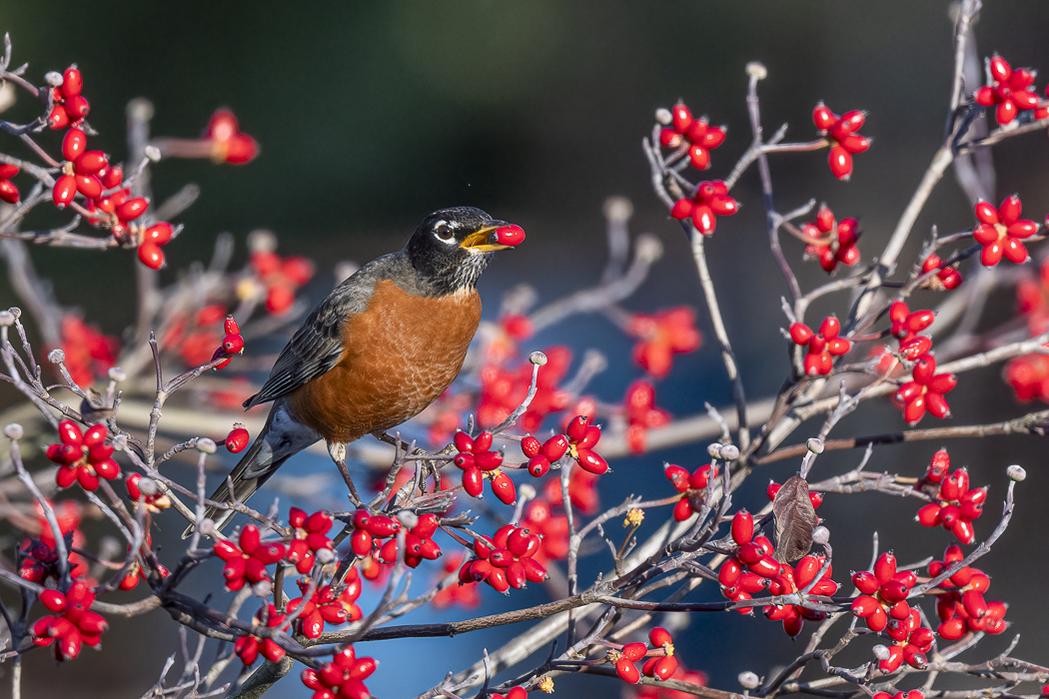 RD5_6788-Robin.jpg