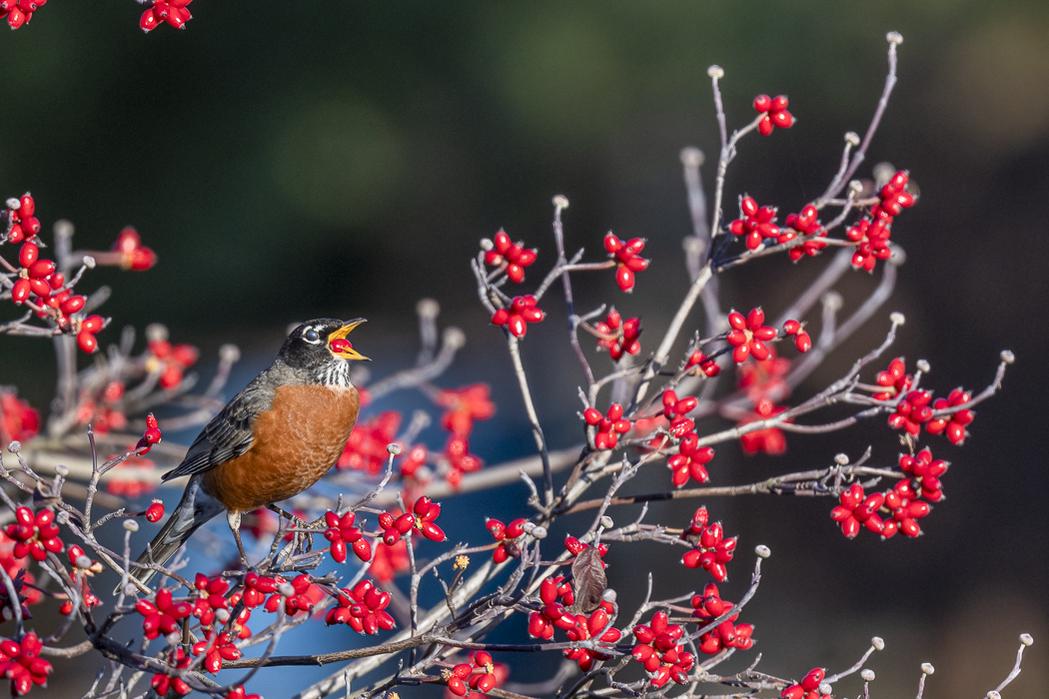 RD5_6790-Robin.jpg