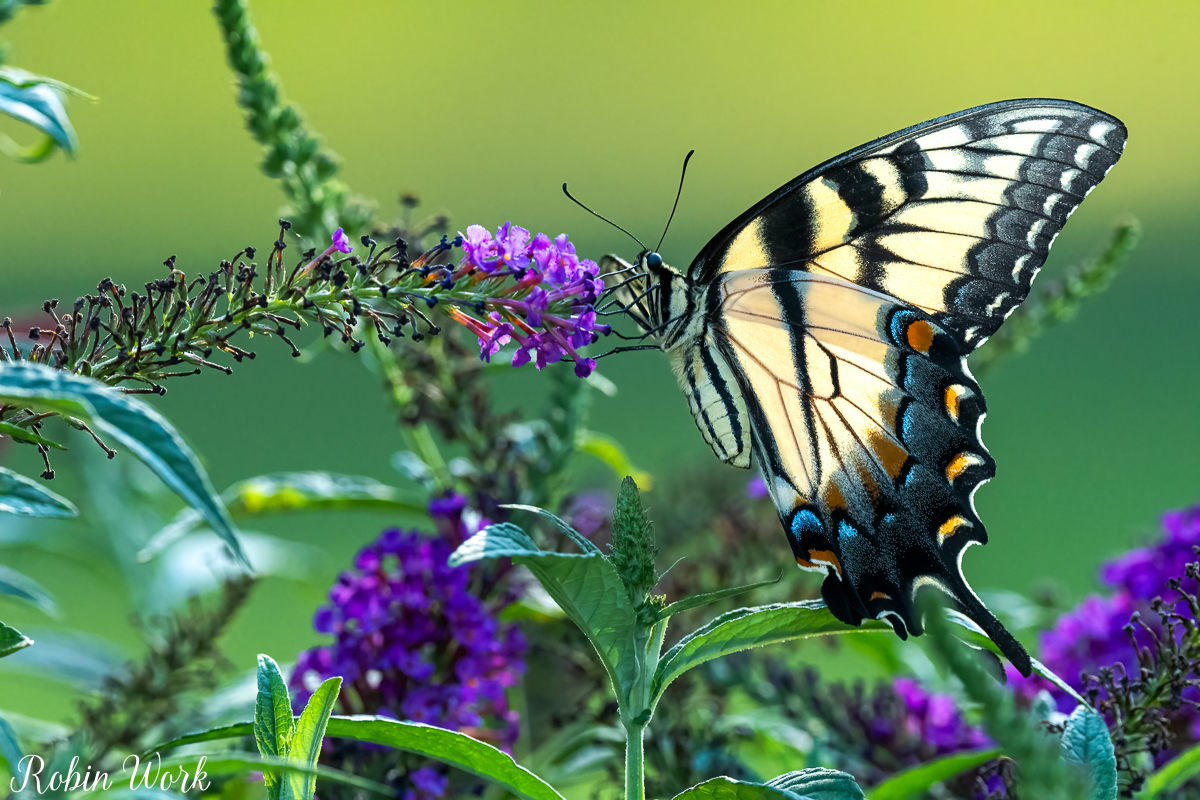 RD5_6836-Edit.jpg