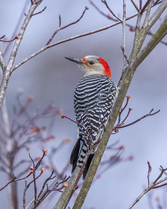 Female Red Bellied Woodpecker.