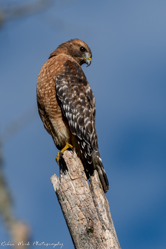 RD5_6899-Red Shouldered Hawk.jpg