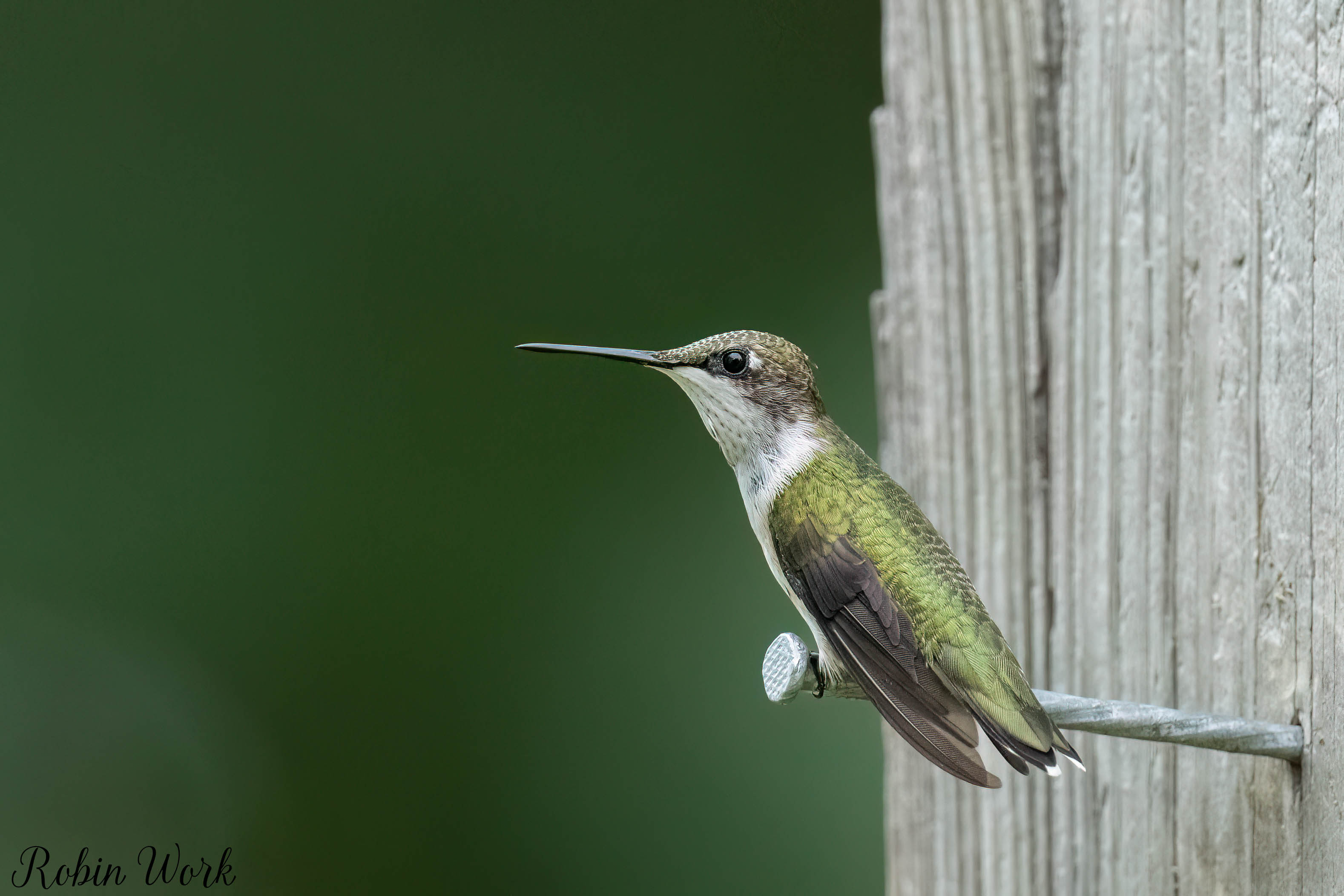 RD5_6933-Edit.jpg