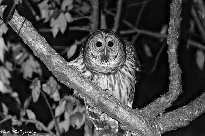 RD5_6934-Barred Owl.jpg