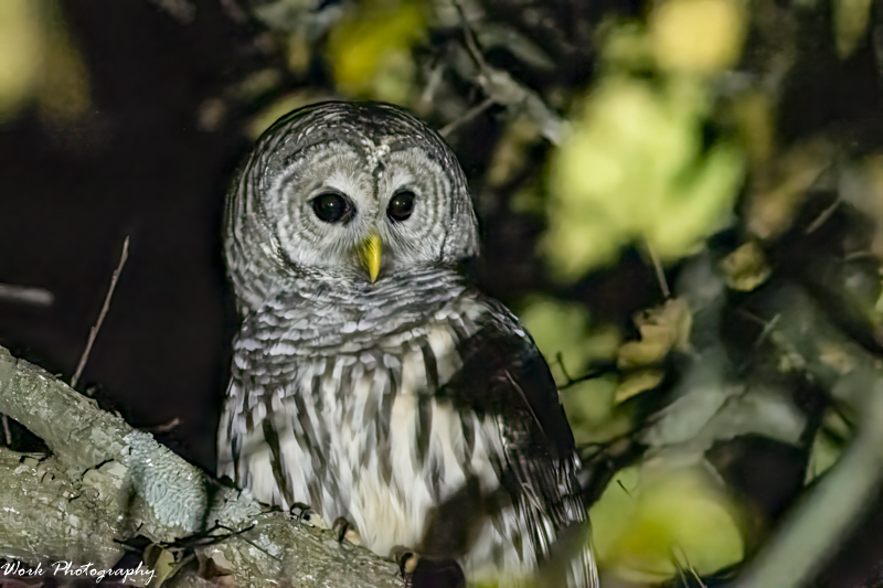 RD5_6947-Barred Owl.jpg
