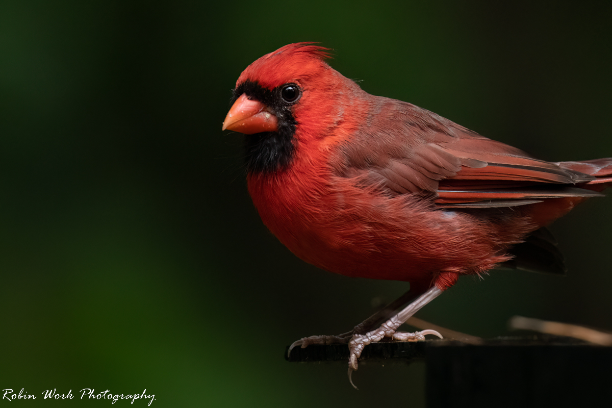 RD5_6960-Cardinal.jpg