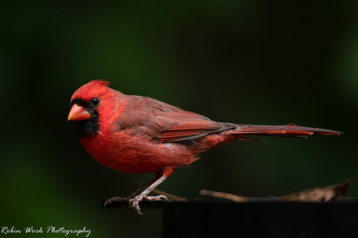 RD5_6962-Cardinal.jpg