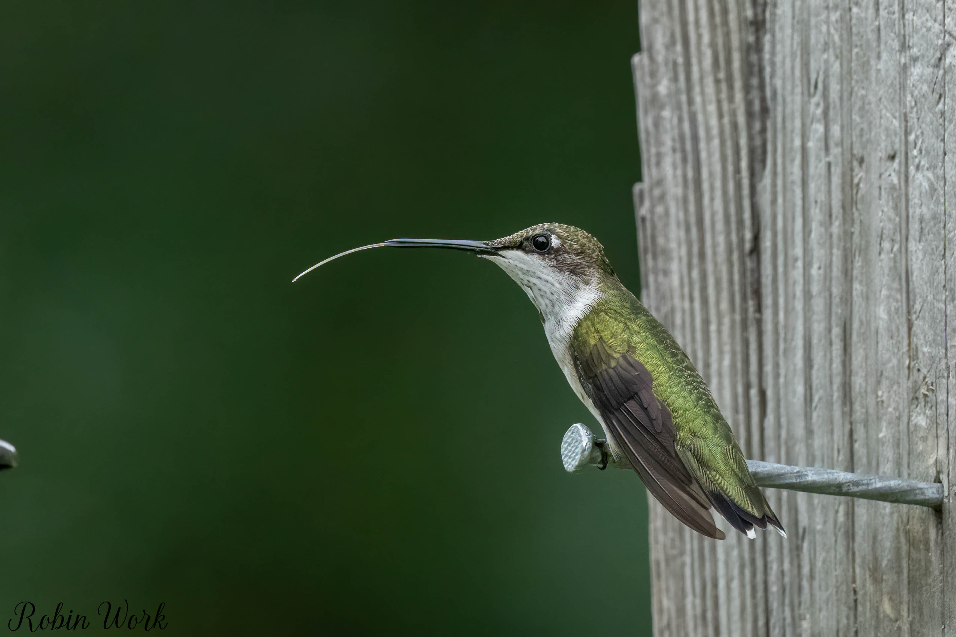 RD5_7004-Edit.jpg