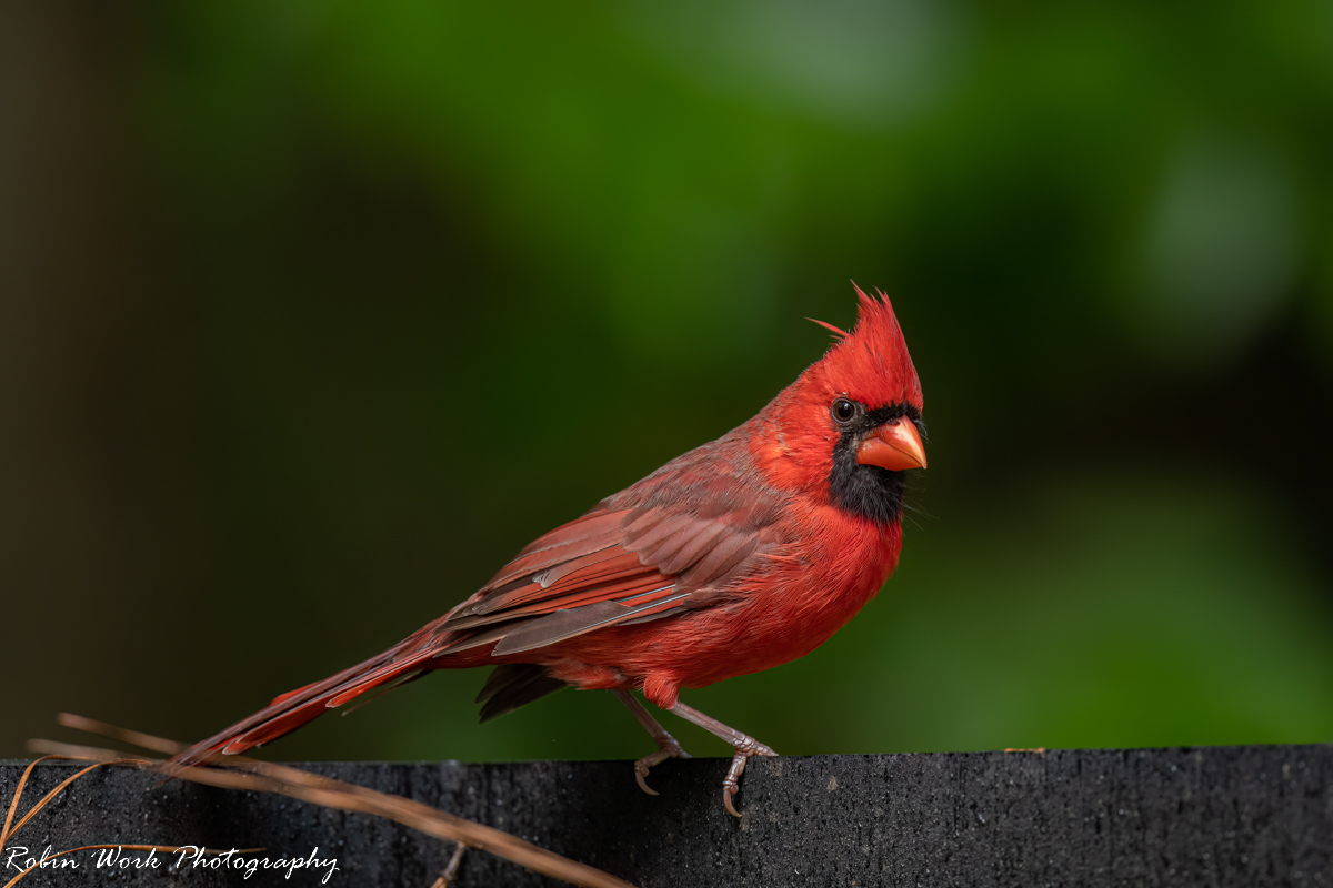 RD5_7009-Cardinal.jpg