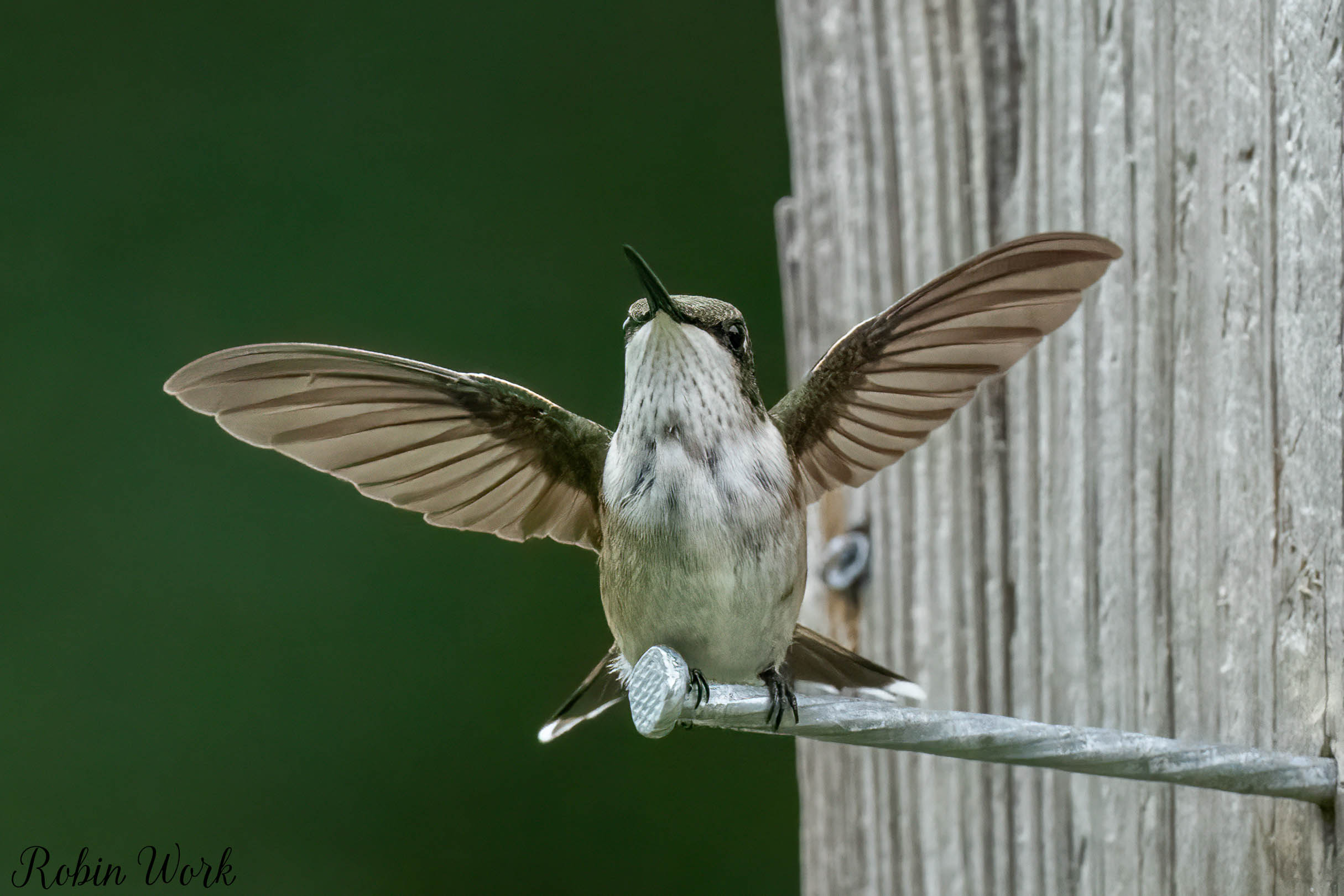 RD5_7053-Edit.jpg